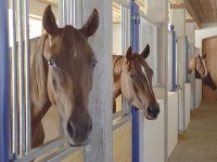 Systembauteile f�r Pferdeboxen